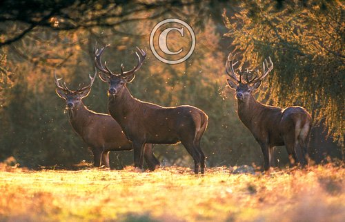 Red Deer Stags DM0716